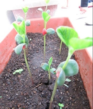 種から芽が出てきたよ！