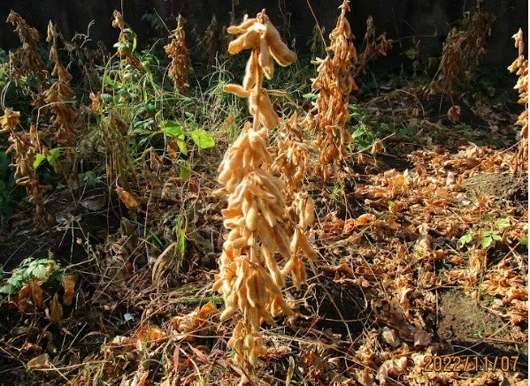 収穫直前の完熟大豆