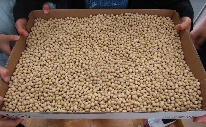 橋本小学校産　津久井在来大豆　完成！