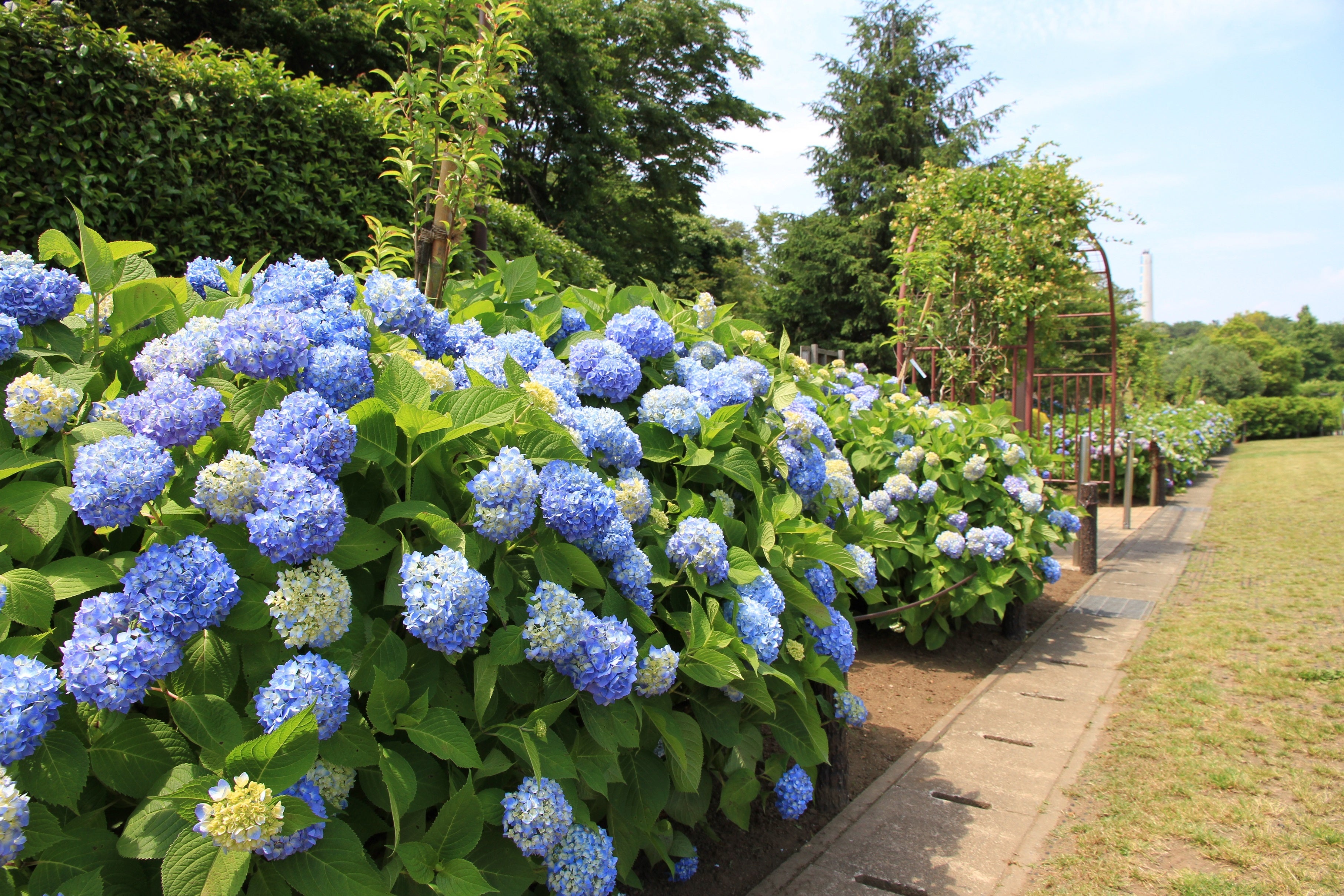 ＊写真は全て昨年の様子