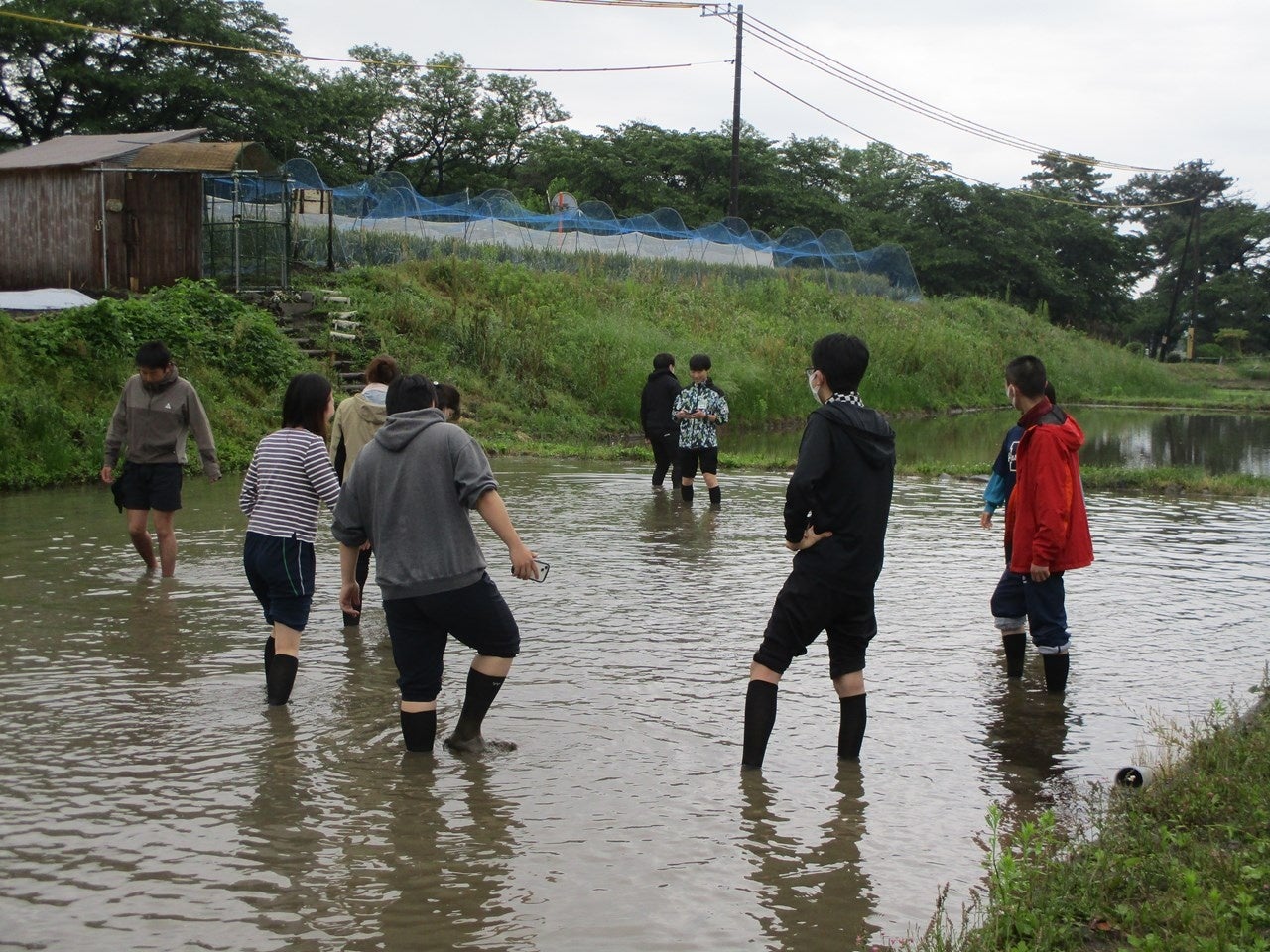 農業体験（代かき）の様子