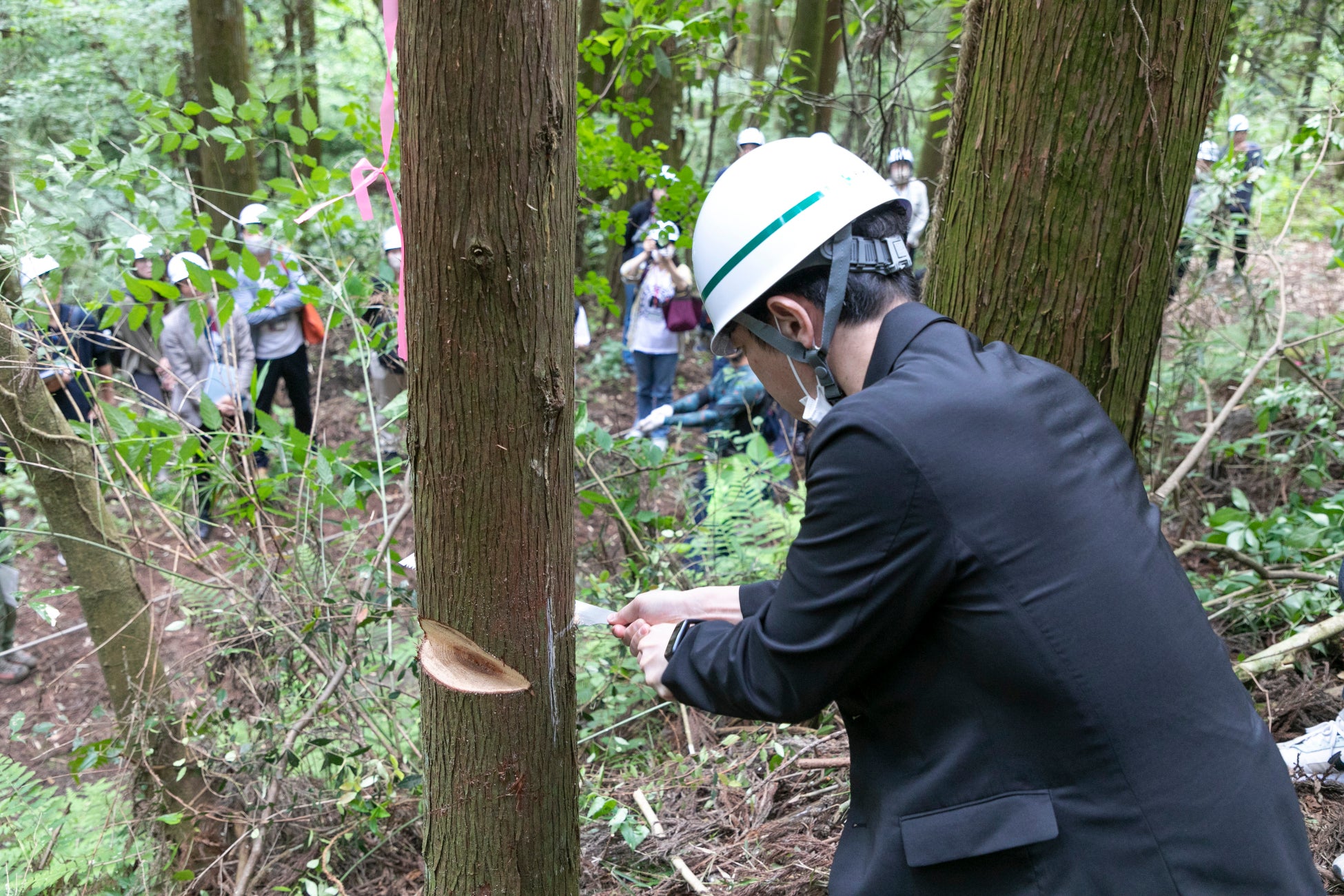メディア関係者によるのこぎりでの間伐体験