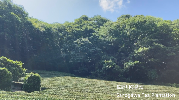 佐野川の茶畑