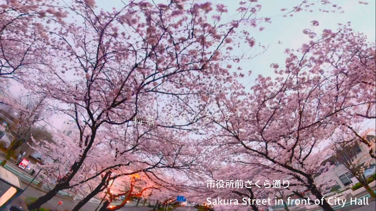 市役所前さくら通り