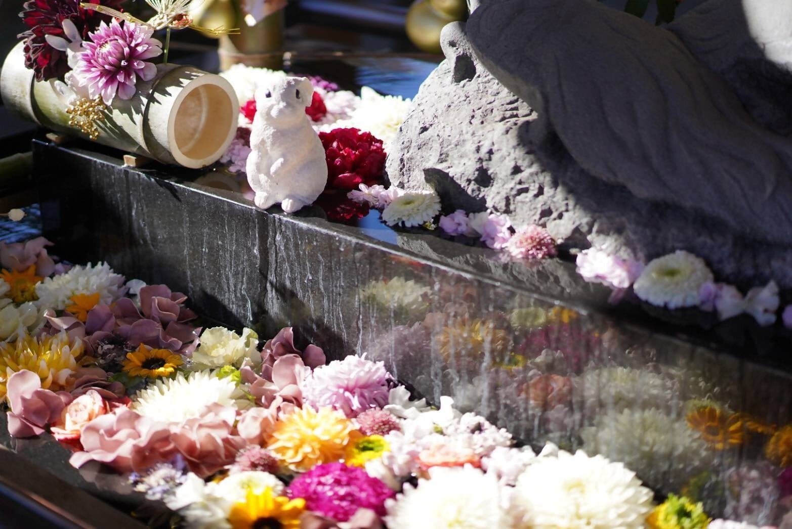 水面いっぱいに広がる花々は幻想的です