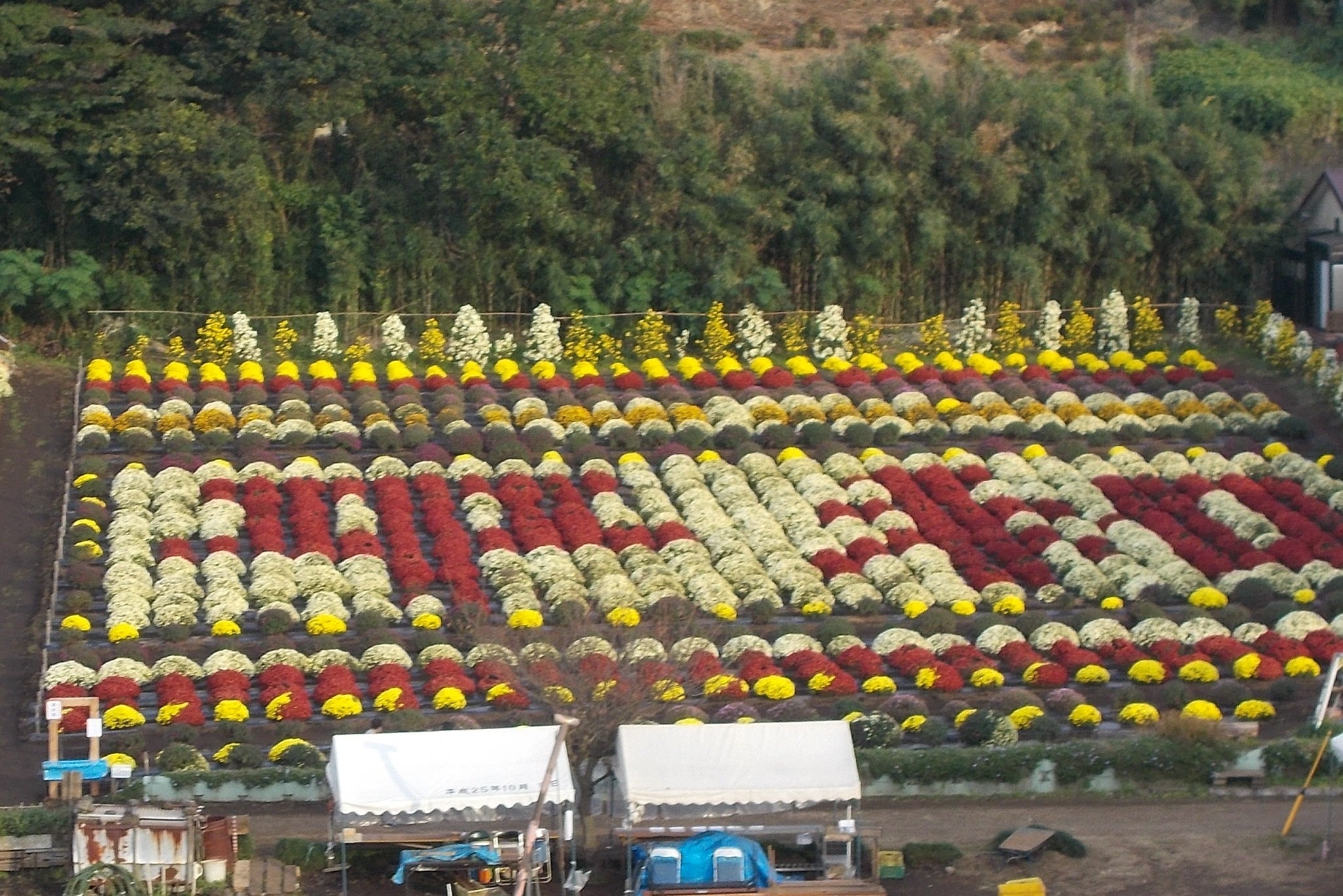 会場いっぱいにざる菊が広がります