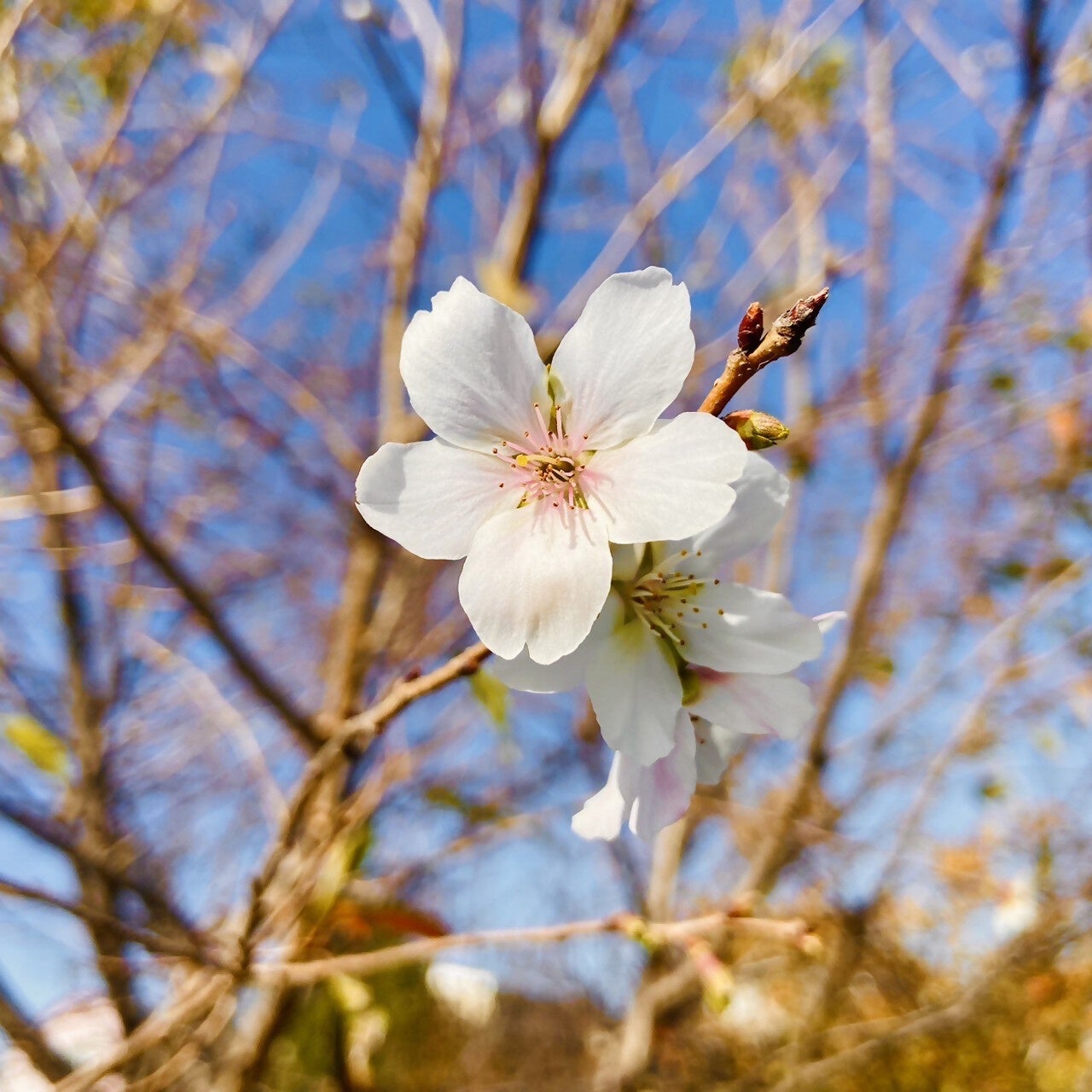 11月に咲く上溝さくら公園の桜