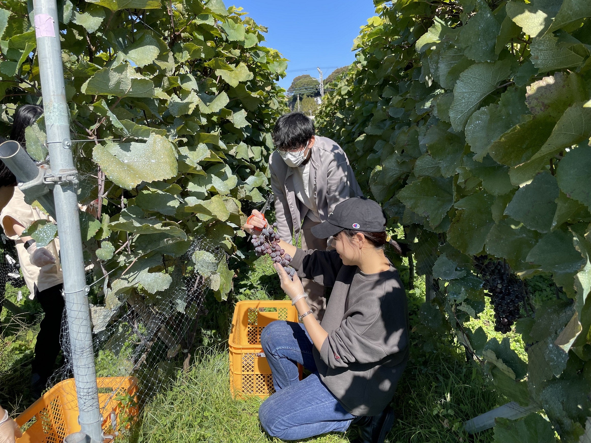 ブドウの収穫の様子　このまま食べたい！