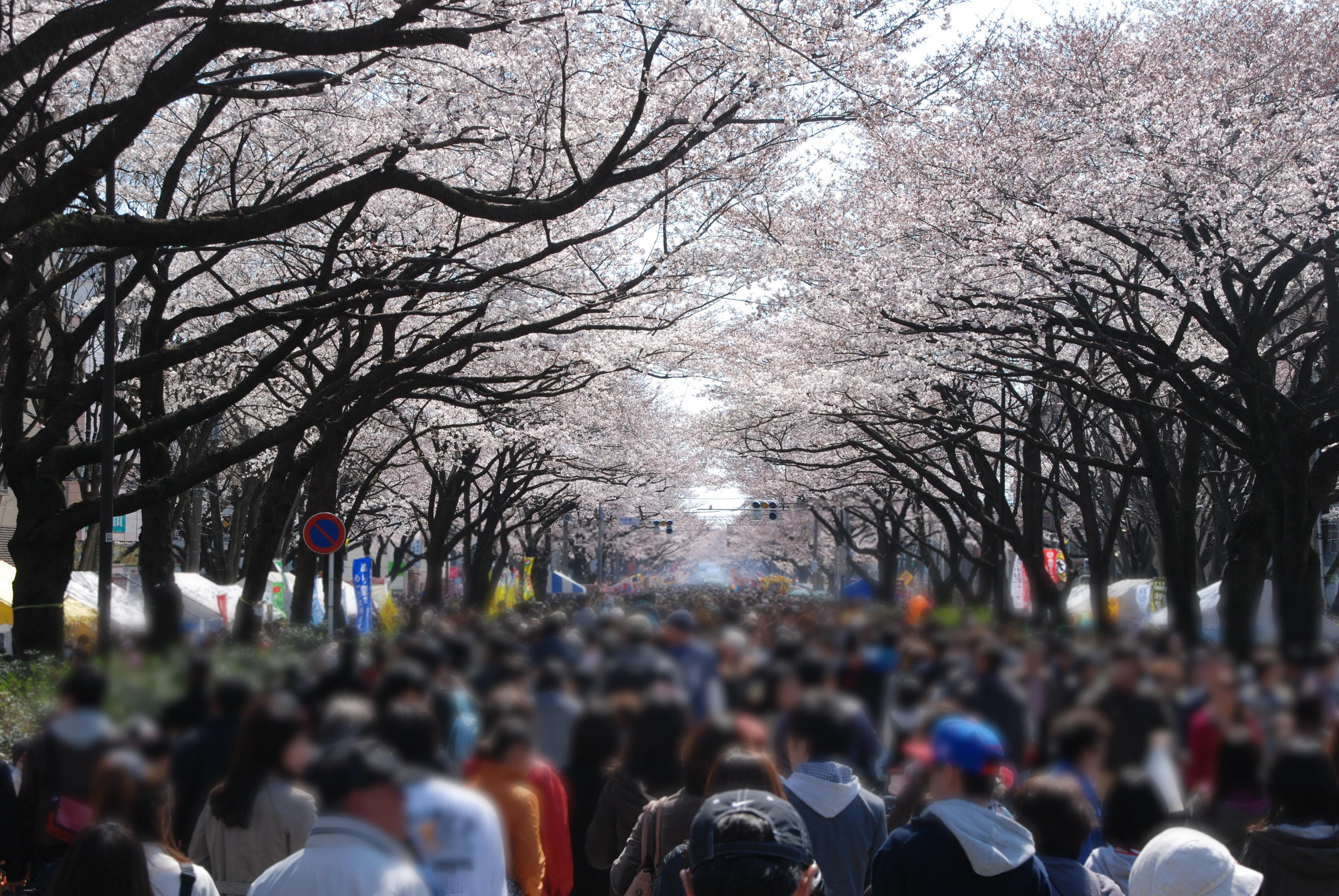 過去の相模原市民桜まつり
