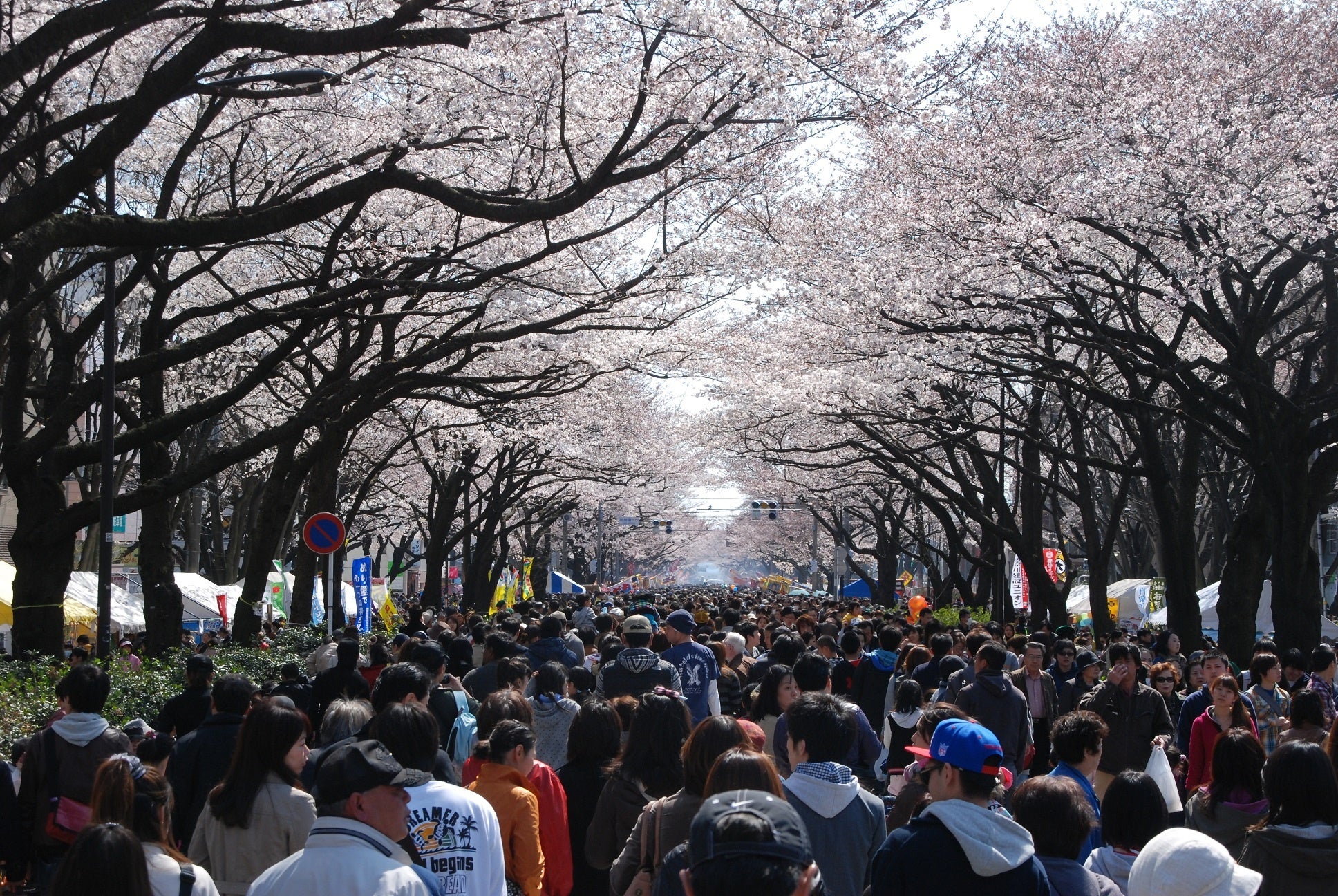 満開の桜を見ることができます