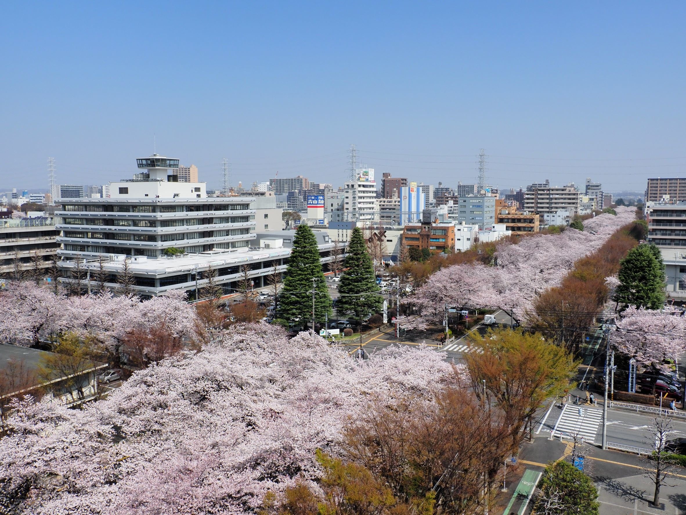 相模原市役所さくら通り（俯瞰）