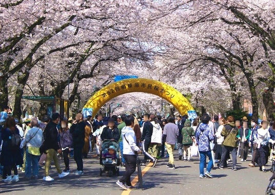 「第53回 相模原市民桜まつり」を 4月4日(土)5日(日)に開催します 「第53回 相模原市民桜まつり」を 4月4日(土)5日(日)に開催します