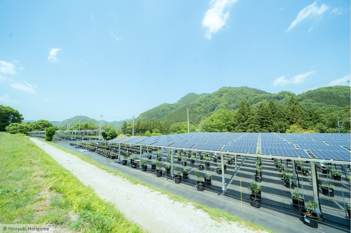 さがみこベリーガーデン