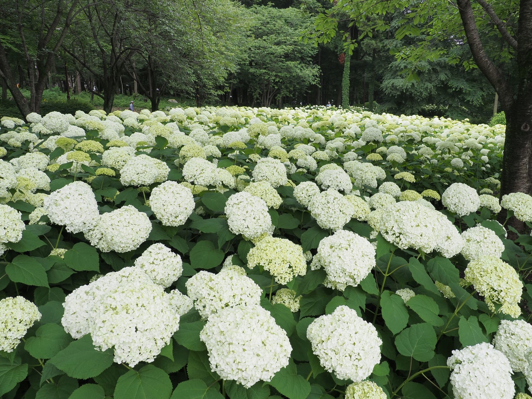 相模原市 アナベルを楽しむなら今 市の花アジサイが見頃を迎えています 相模原市のプレスリリース 相模原市 アナベルを楽しむなら今 市の花アジサイが見頃を迎えています 相模原市のプレスリリース