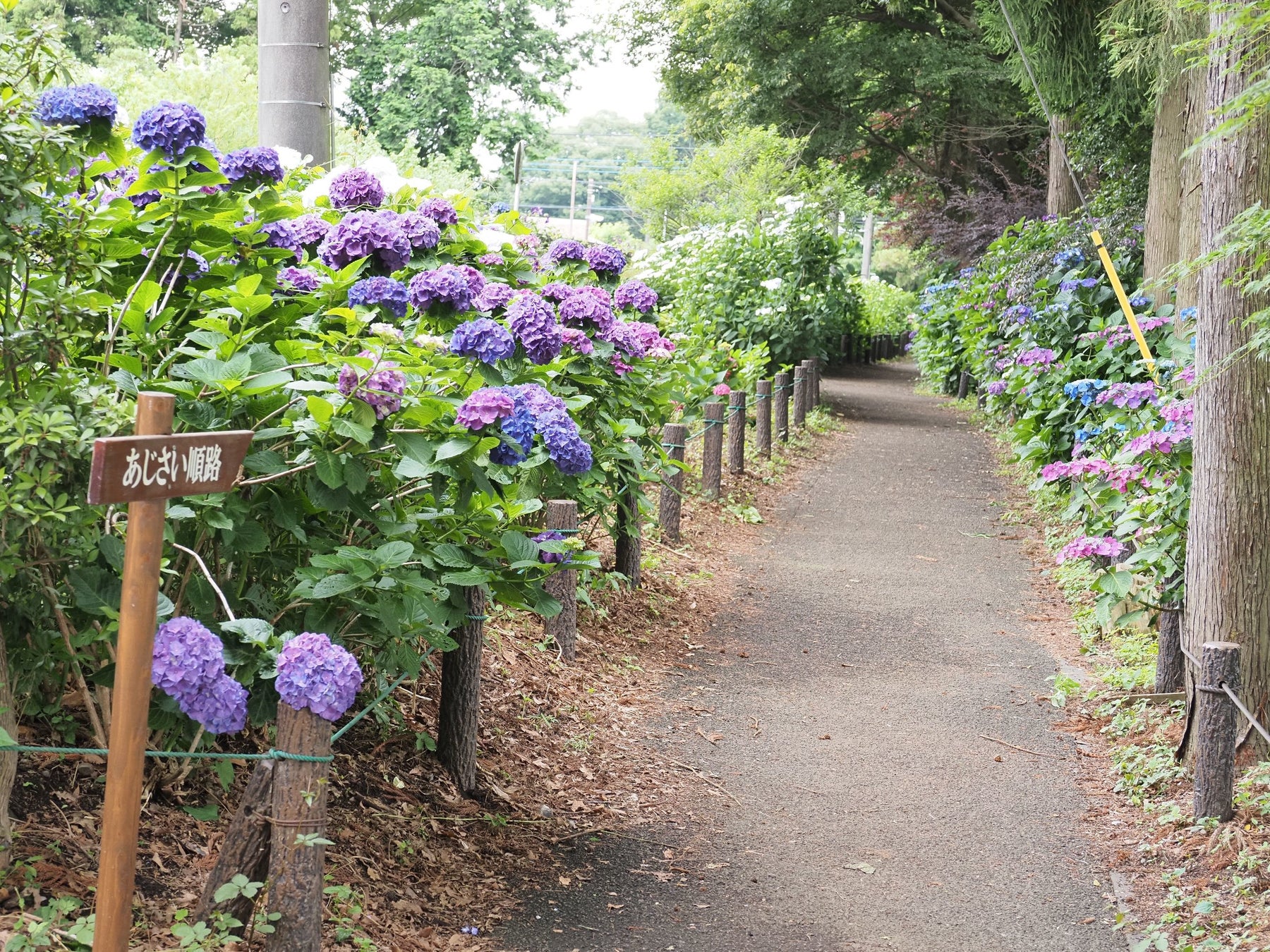 相模原市 アナベルを楽しむなら今 市の花アジサイが見頃を迎えています 相模原市のプレスリリース 相模原市 アナベルを楽しむなら今 市の花アジサイが見頃を迎えています 相模原市のプレスリリース