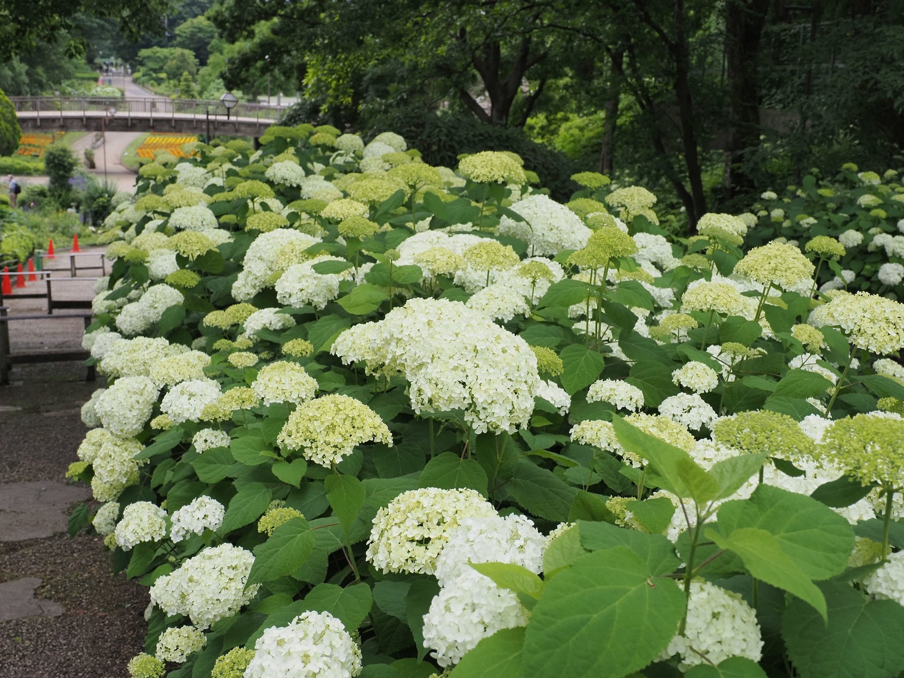 相模原市 アナベルを楽しむなら今 市の花アジサイが見頃を迎えています 相模原市のプレスリリース 相模原市 アナベルを楽しむなら今 市の花アジサイが見頃を迎えています 相模原市のプレスリリース