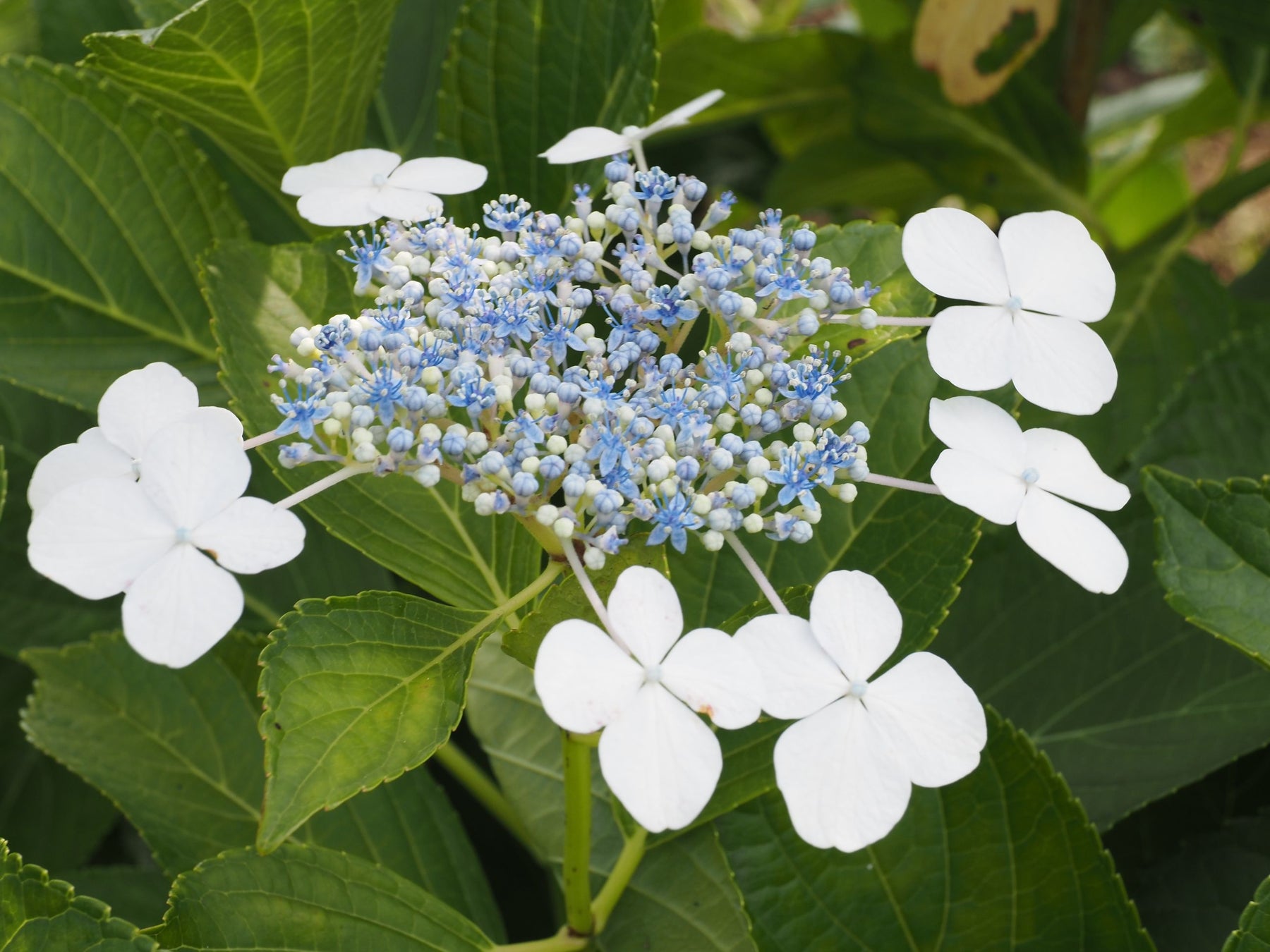 相模原市 アナベルを楽しむなら今 市の花アジサイが見頃を迎えています 相模原市のプレスリリース 相模原市 アナベルを楽しむなら今 市の花アジサイが見頃を迎えています 相模原市のプレスリリース