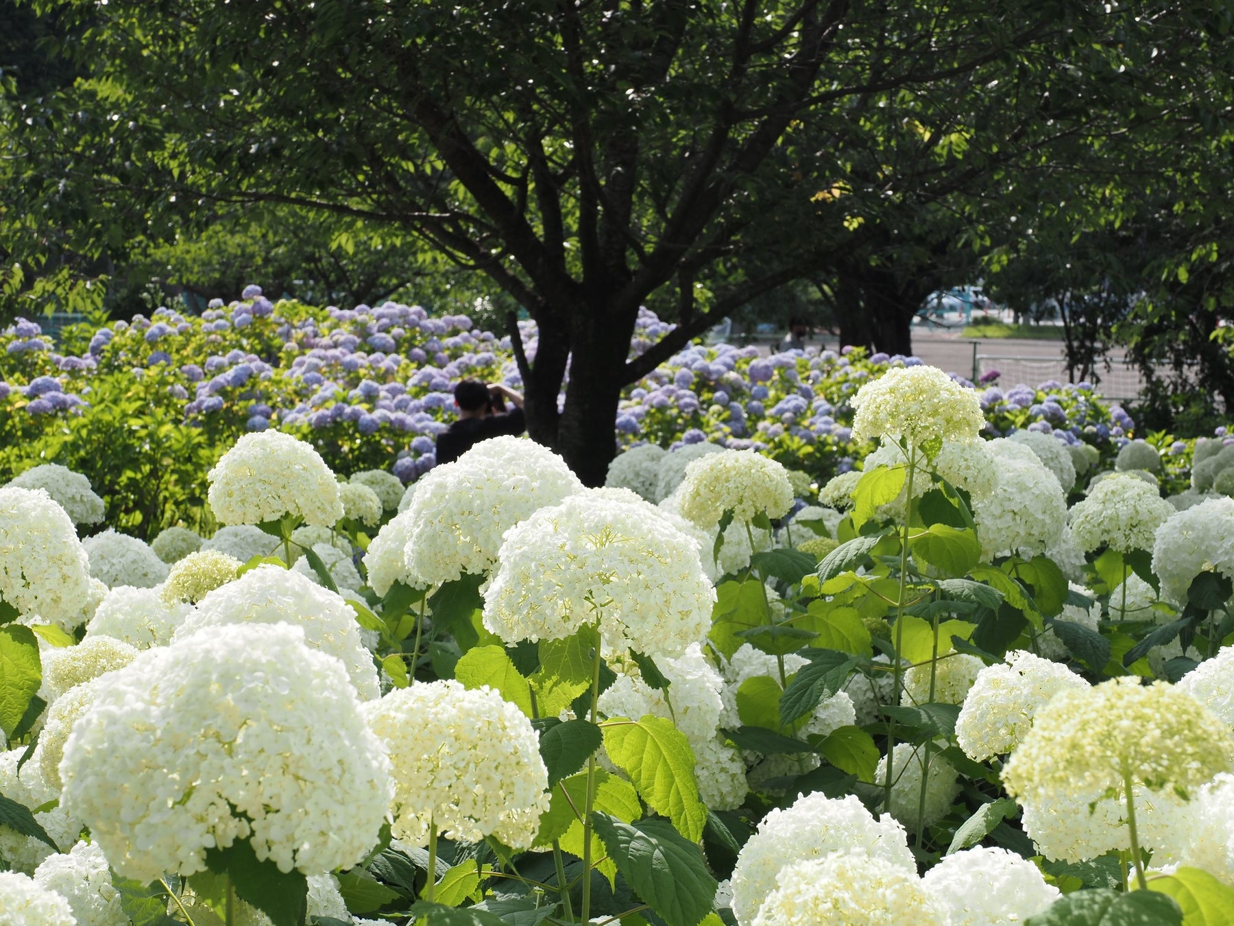 相模原市 アナベルを楽しむなら今 市の花アジサイが見頃を迎えています 相模原市のプレスリリース 相模原市 アナベルを楽しむなら今 市の花アジサイが見頃を迎えています 相模原市のプレスリリース