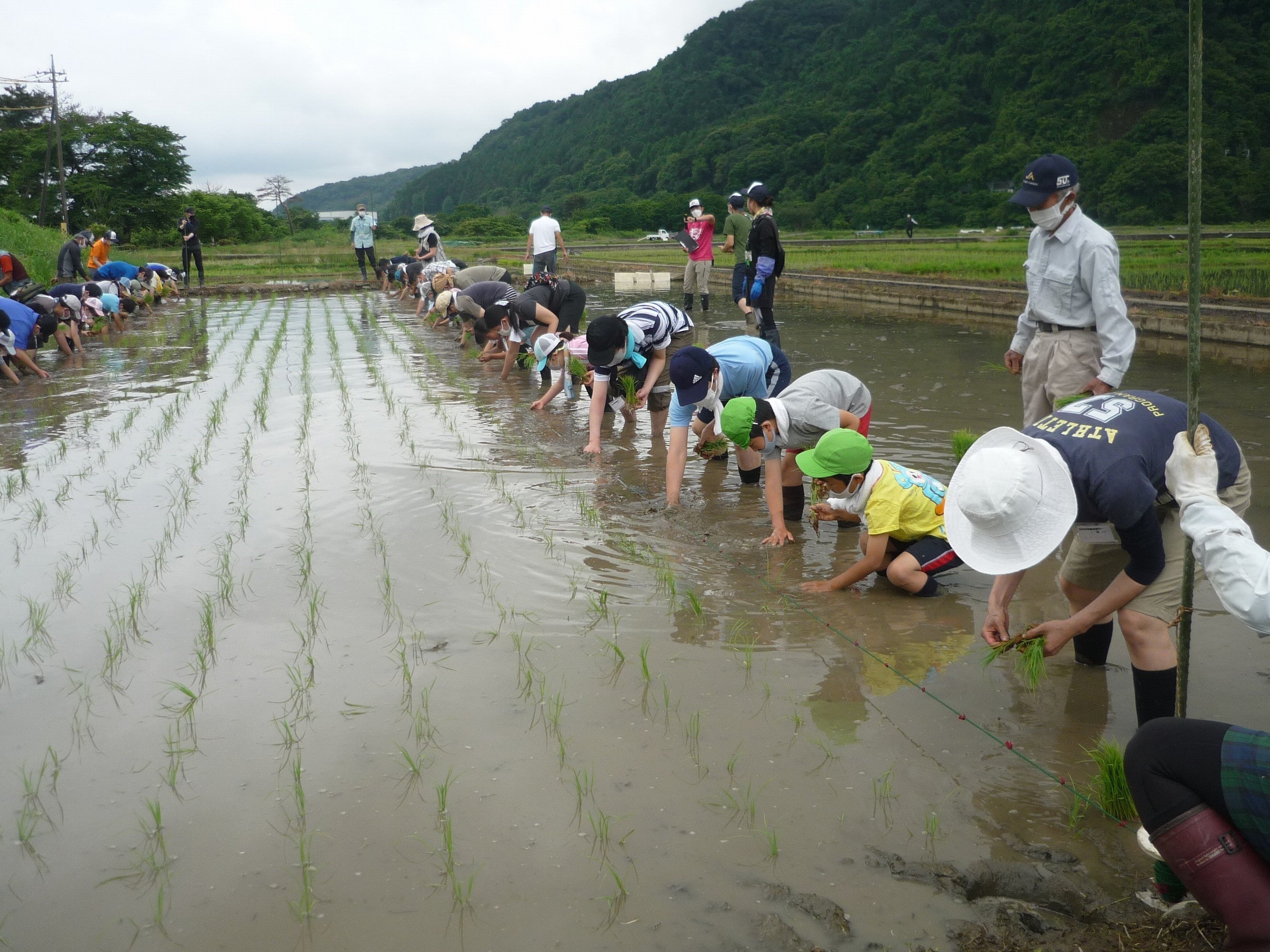 田植えの様子