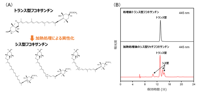 シス型フコキサンチンの高い紫外線遮蔽作用を実証！