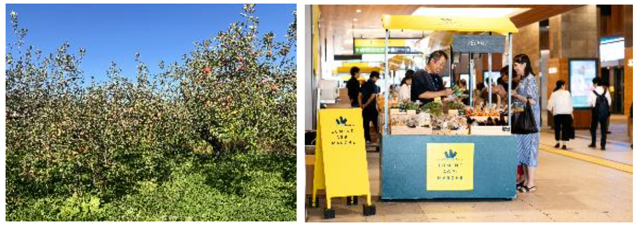 左：フルプロ農園　右：ルミネアグリマルシェ