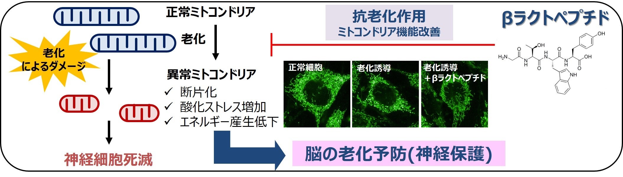 図1　βラクトペプチドによるミトコンドリアの機能改善で見られた抗老化作用