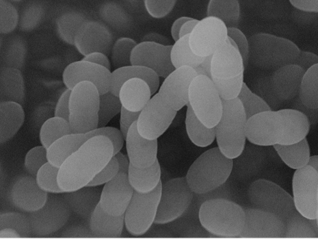 「プラズマ乳酸菌」