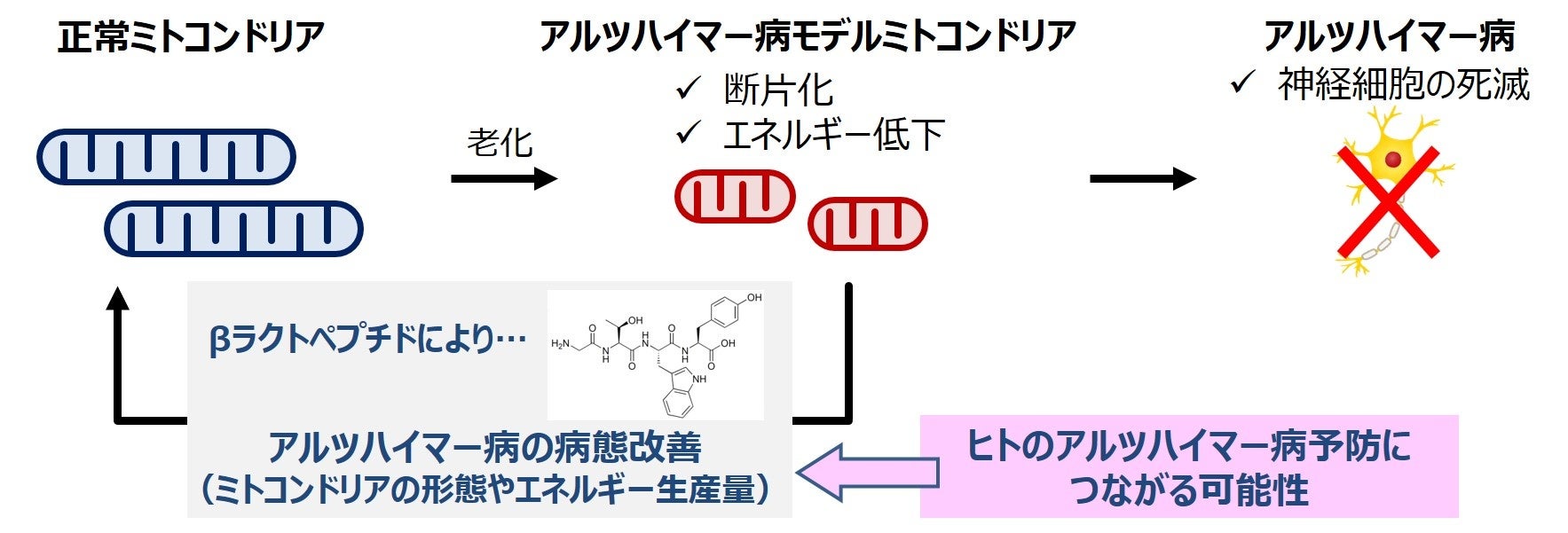 図 　βラクトペプチドによる、ミトコンドリアの機能改善によるアルツハイマー病様の病態改善