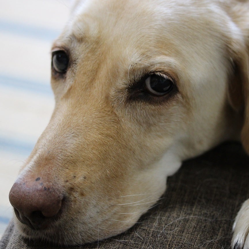 土屋健さん代理近影