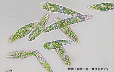 「ユーグレナKishu株」(提供元 ：和歌山県工業技術センター)