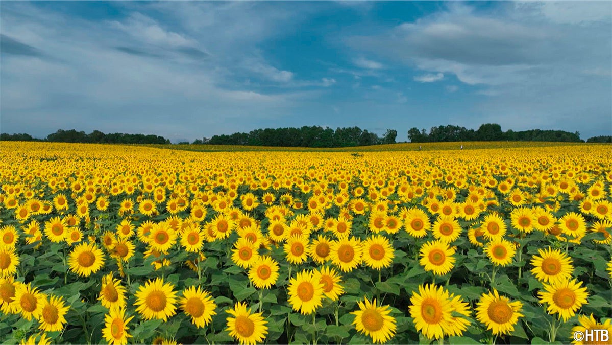 200万本が咲き誇る北竜町の「ひまわりの里」(C)HTB