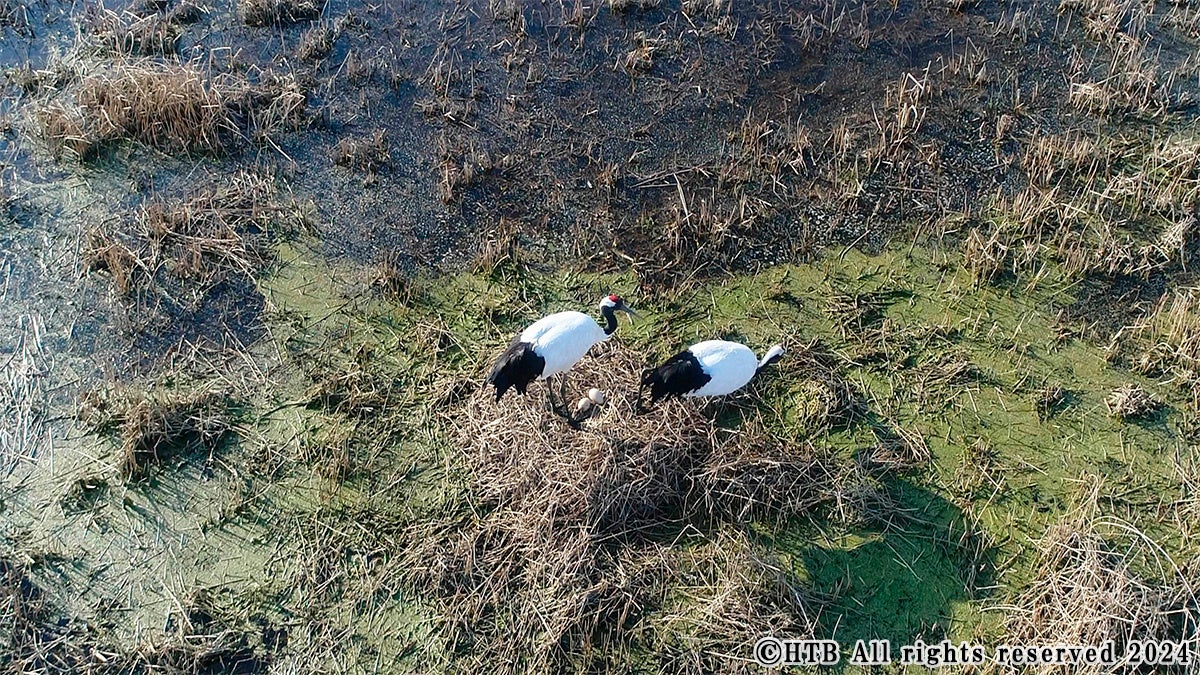 舞鶴遊水地に植物が生えてきて、湿原らしくなってきた。2020年、ついにタンチョウ夫婦の足元には卵ができたのだった(C)HTB All rights reserved 2024
