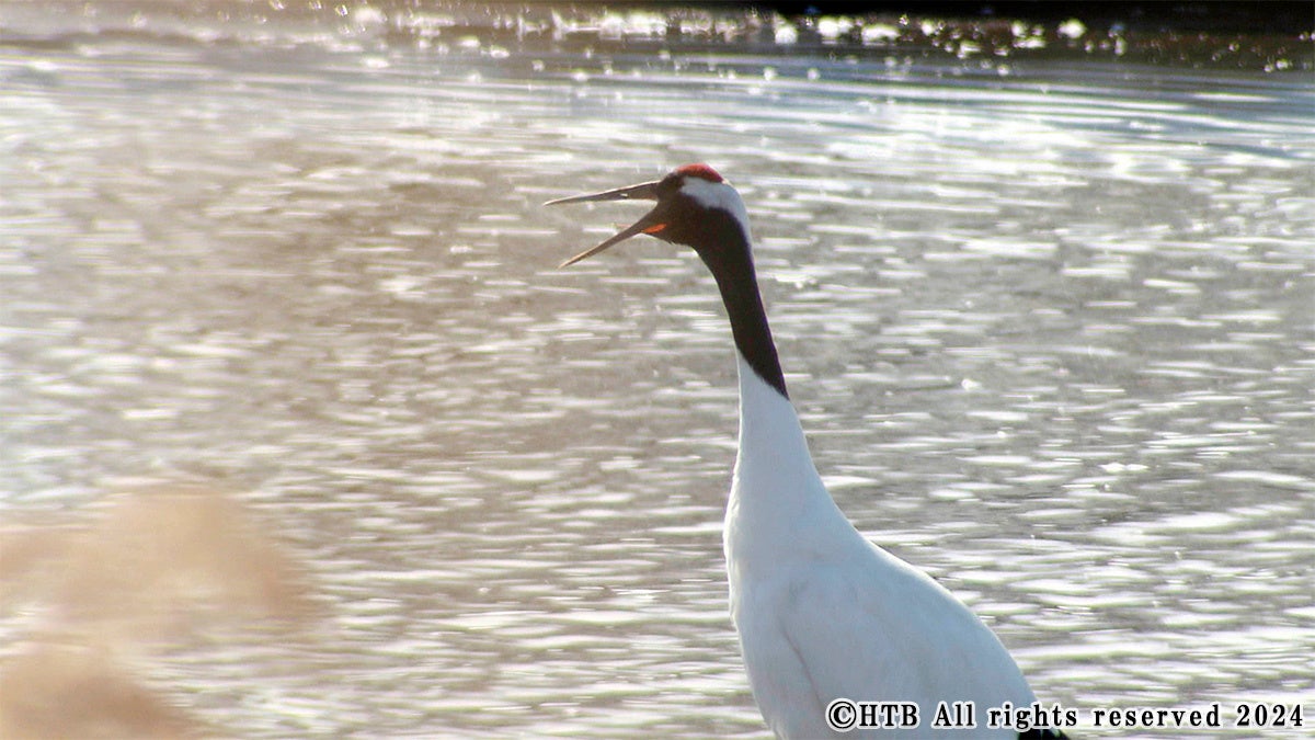 タンチョウは全長140㎝、翼開長240㎝に達する日本で最も大きい鳥類。特別天然記念物にも指定されている(C)HTB All rights reserved 2024