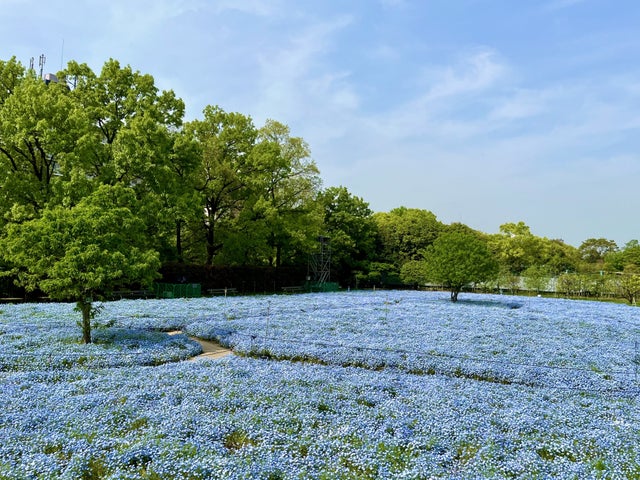 チームラボ ボタニカルガーデン 大阪、夜のネモフィラが輝く！4月中旬まで開催中