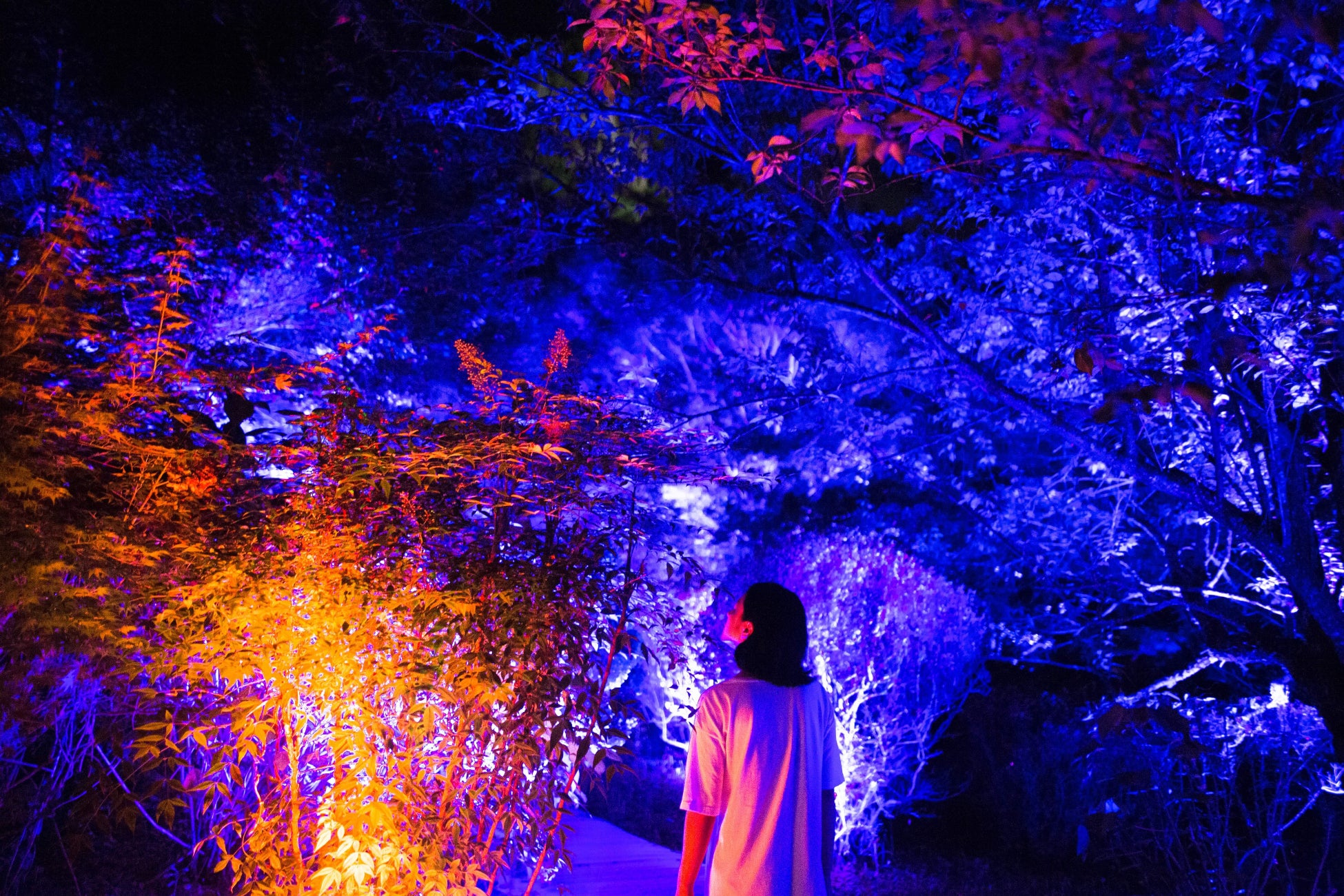 御船山楽園の桜ともみじの森が光り輝く。木々の光は、それぞれ自律しており、ゆっくりと明滅している。チームラボ《夏桜と夏もみじの呼応する森》© チームラボ