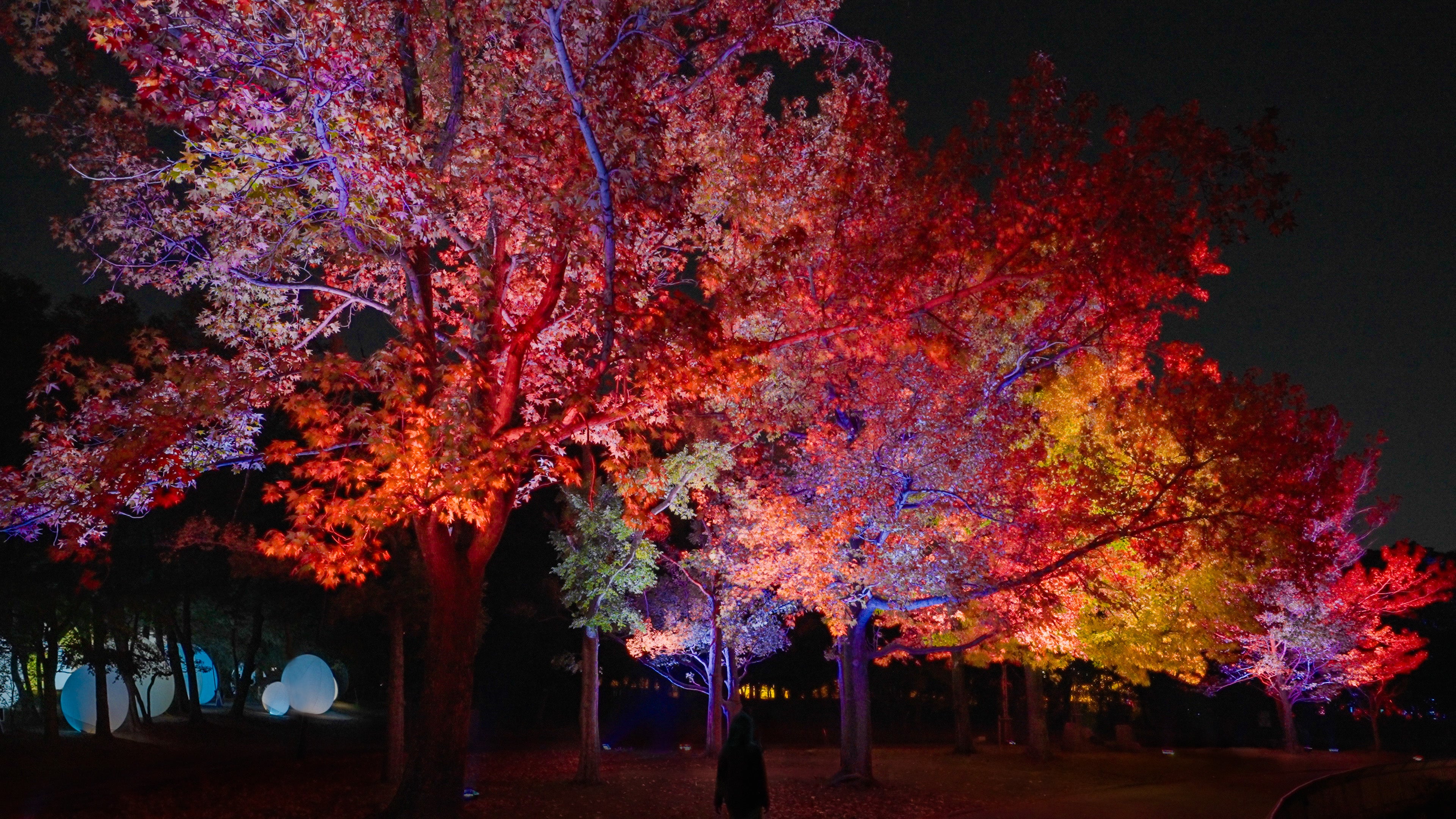 「チームラボ ボタニカルガーデン 大阪」、紅葉が見頃を迎え秋の景色に。《呼応する木々 – フウ》は紅葉に合わせた色で光輝き、《ラクウショウ並木》の木々は秋の色に。