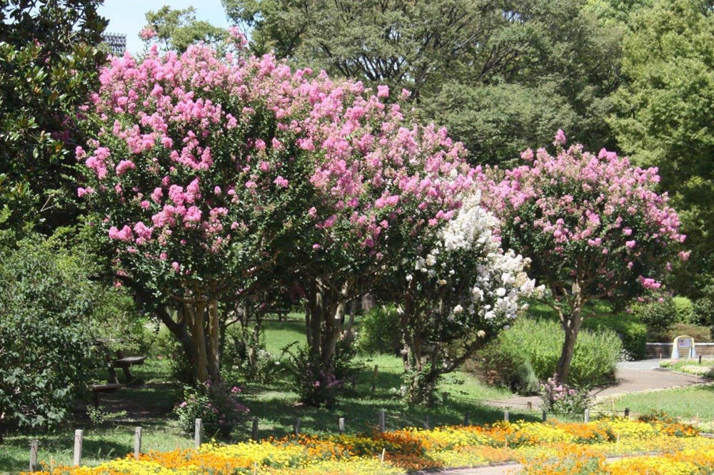 長居植物園のサルスベリ