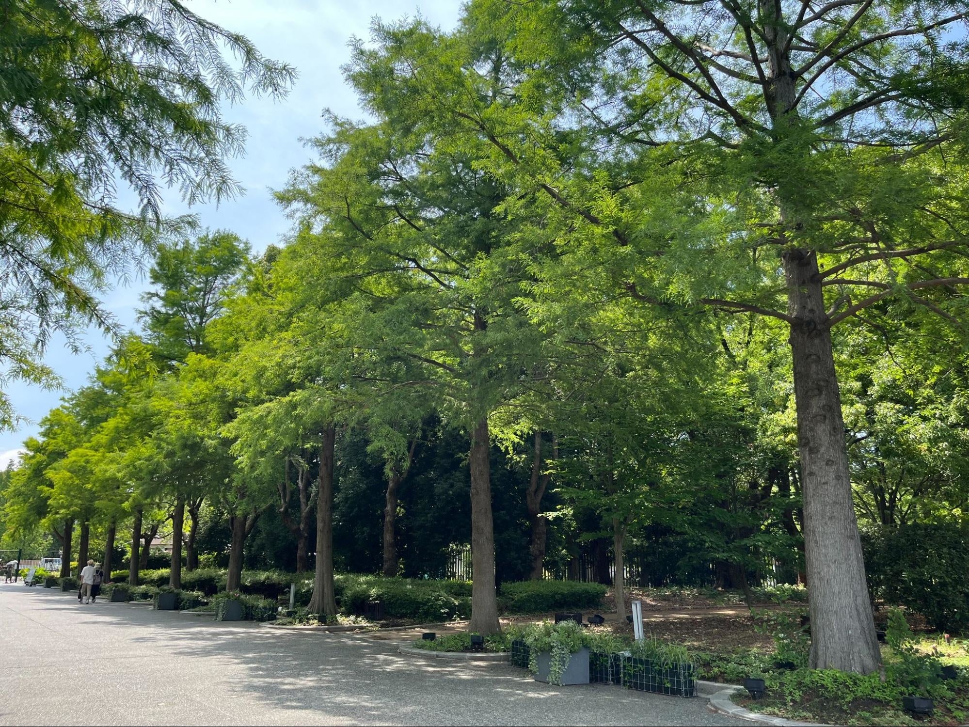 長居植物園のラクウショウ