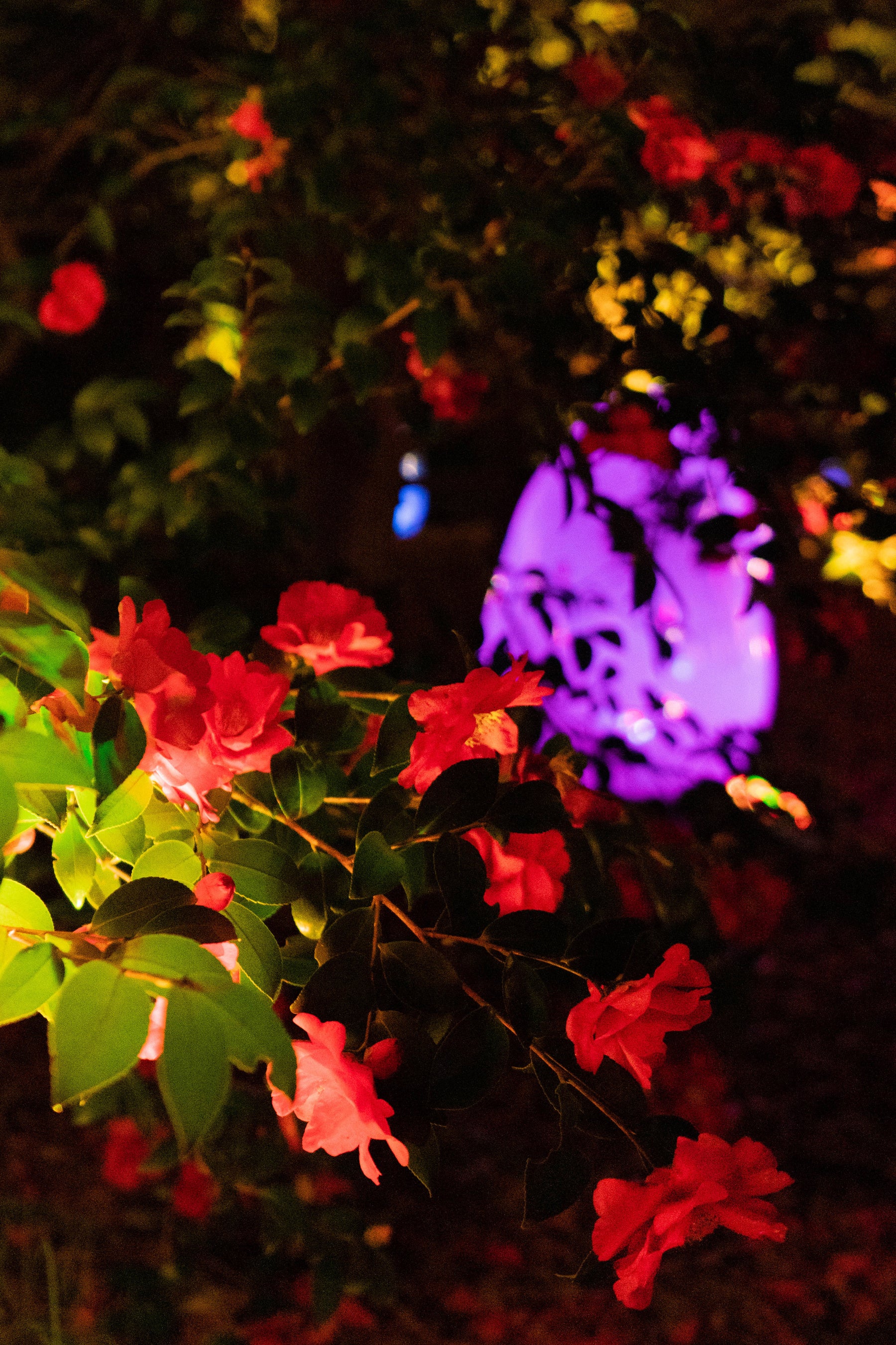 チームラボ《ツバキ園の呼応する小宇宙 - 液化された光の色, Sunrise and Sunset》©チームラボ