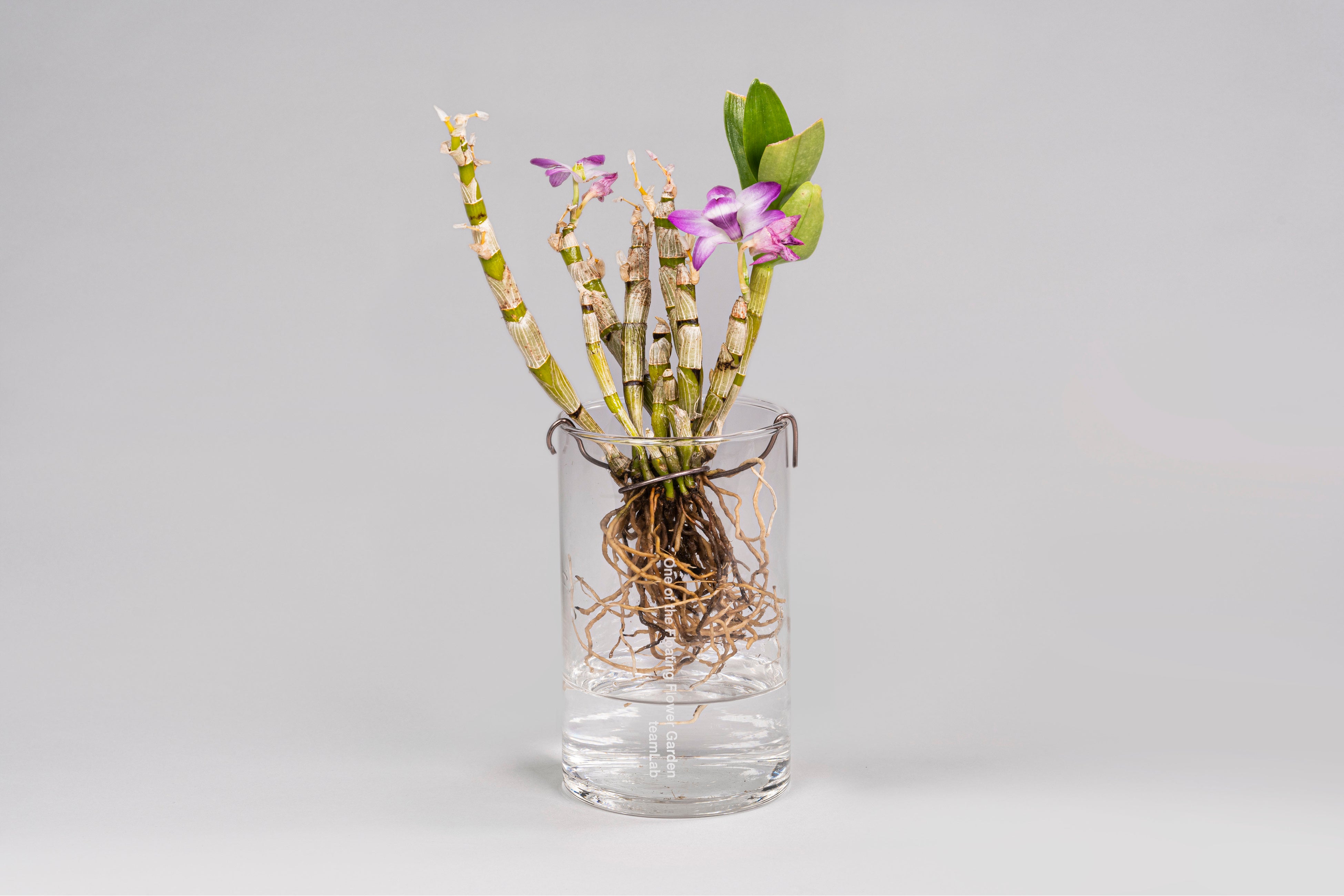 チームラボ「One of the Floating Flower Garden」デンドロビューム属 ©チームラボ