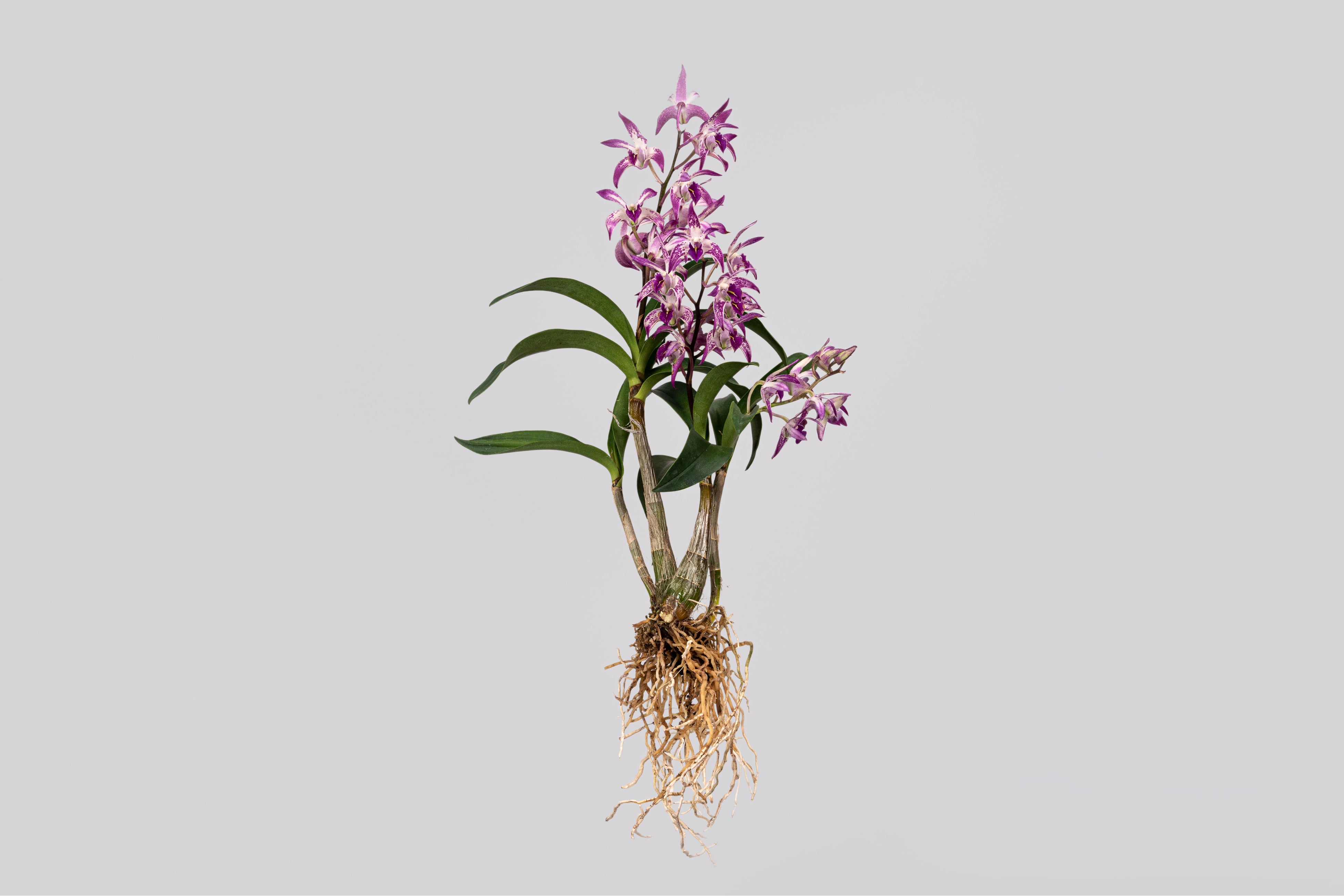 デンドロビューム属（小）