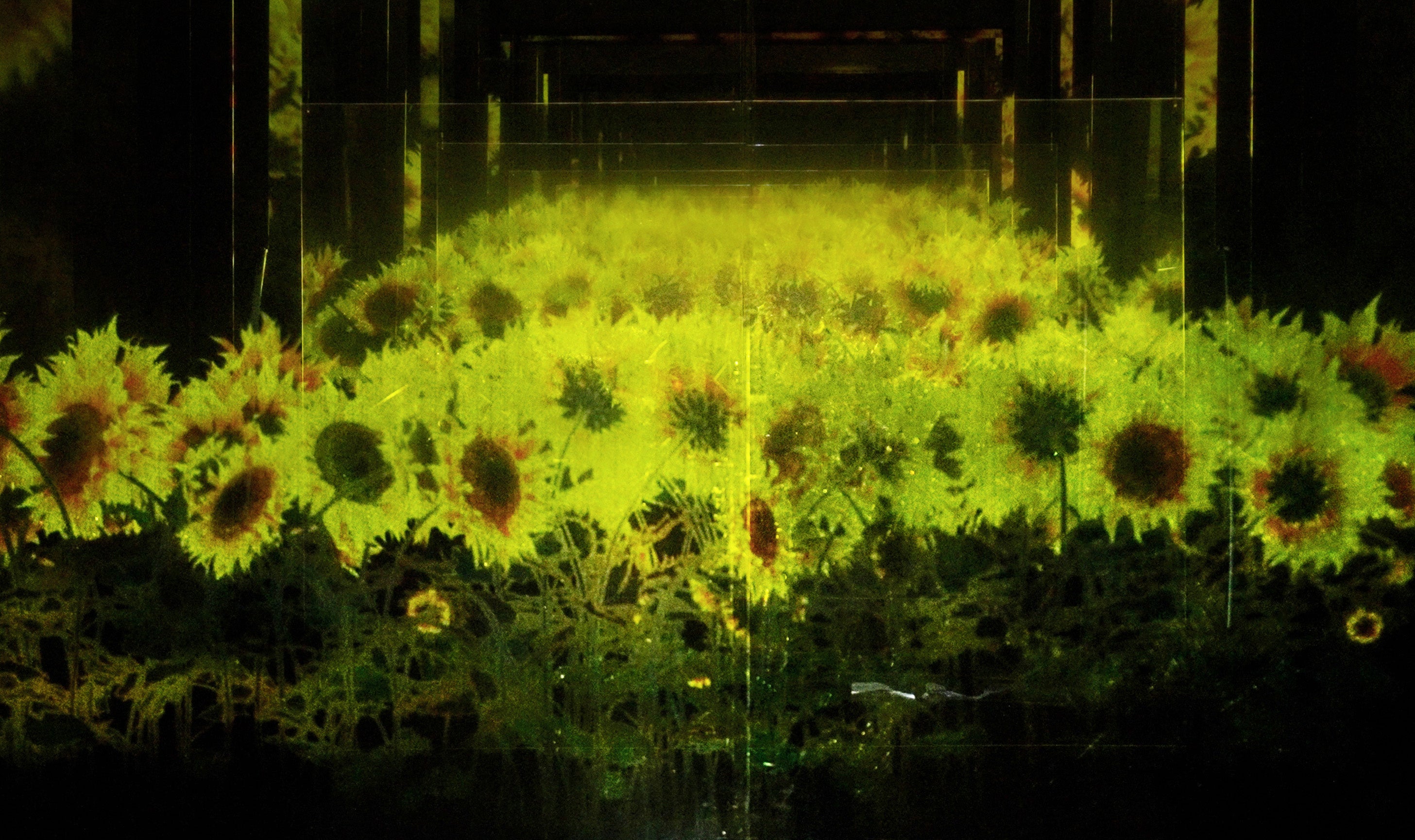 チームラボ《積層された空間に増殖する無量の生命》© チームラボ