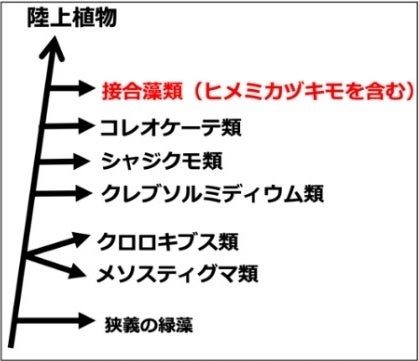 図2．接合藻類と陸上植物の系統関係 ヒメミカヅキモを含む接合藻類は，陸上植物に最も近縁なグループである。