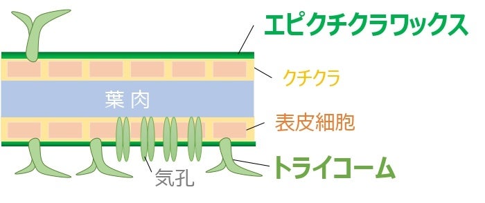 図2　葉面の構造