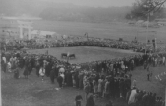 隠岐神社創建奉祝行事「牛突き」の様子昭和14年
