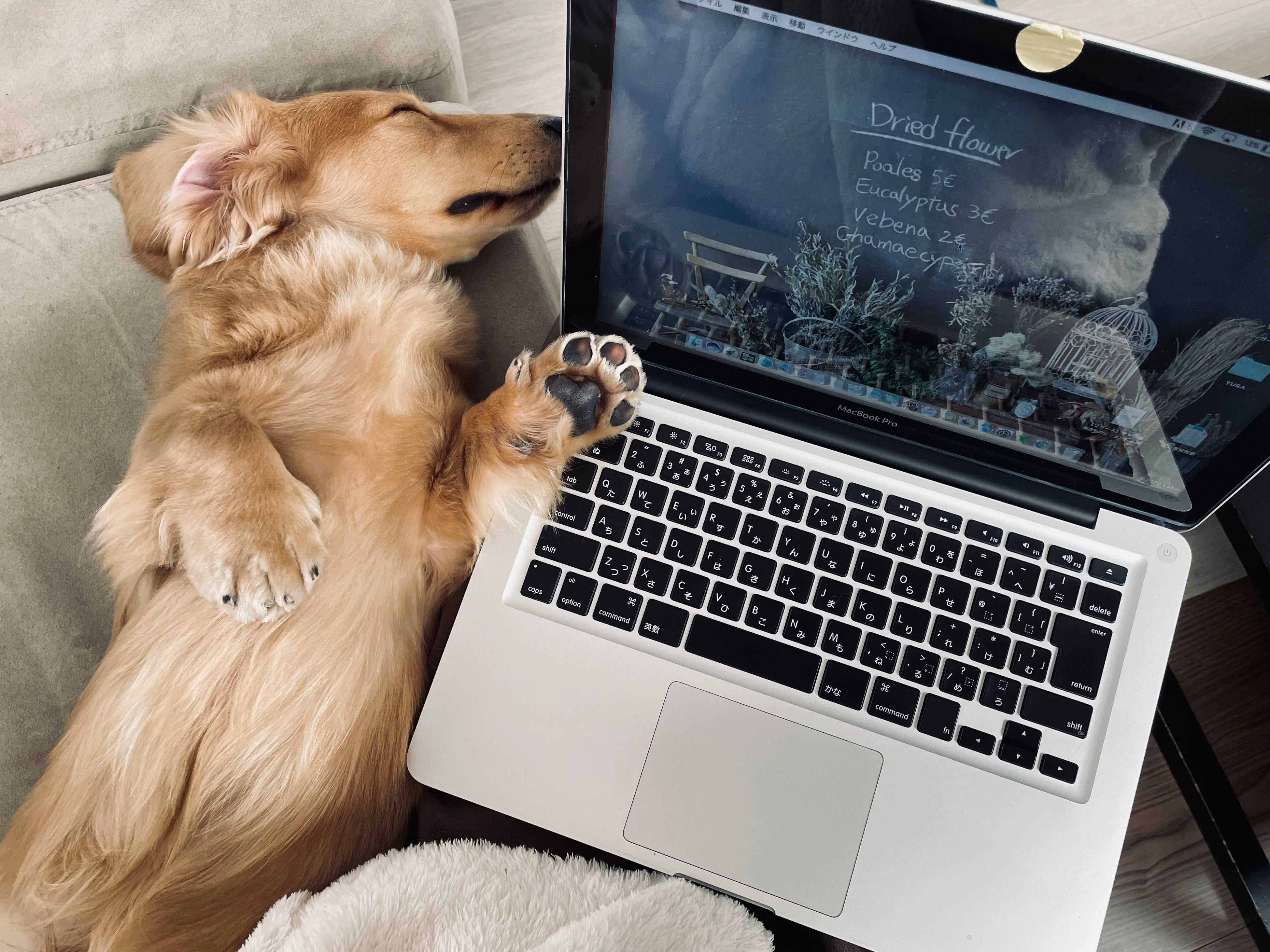 ペットも大切な家族。自宅ソファで一緒に過ごしながら仕事をすることも。