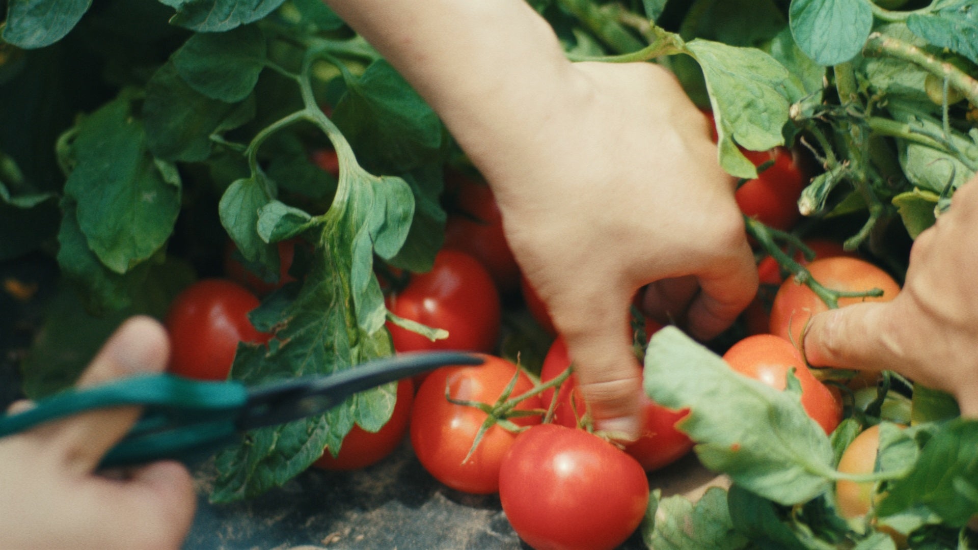 6　トマト師匠「オッケー、上手上手」