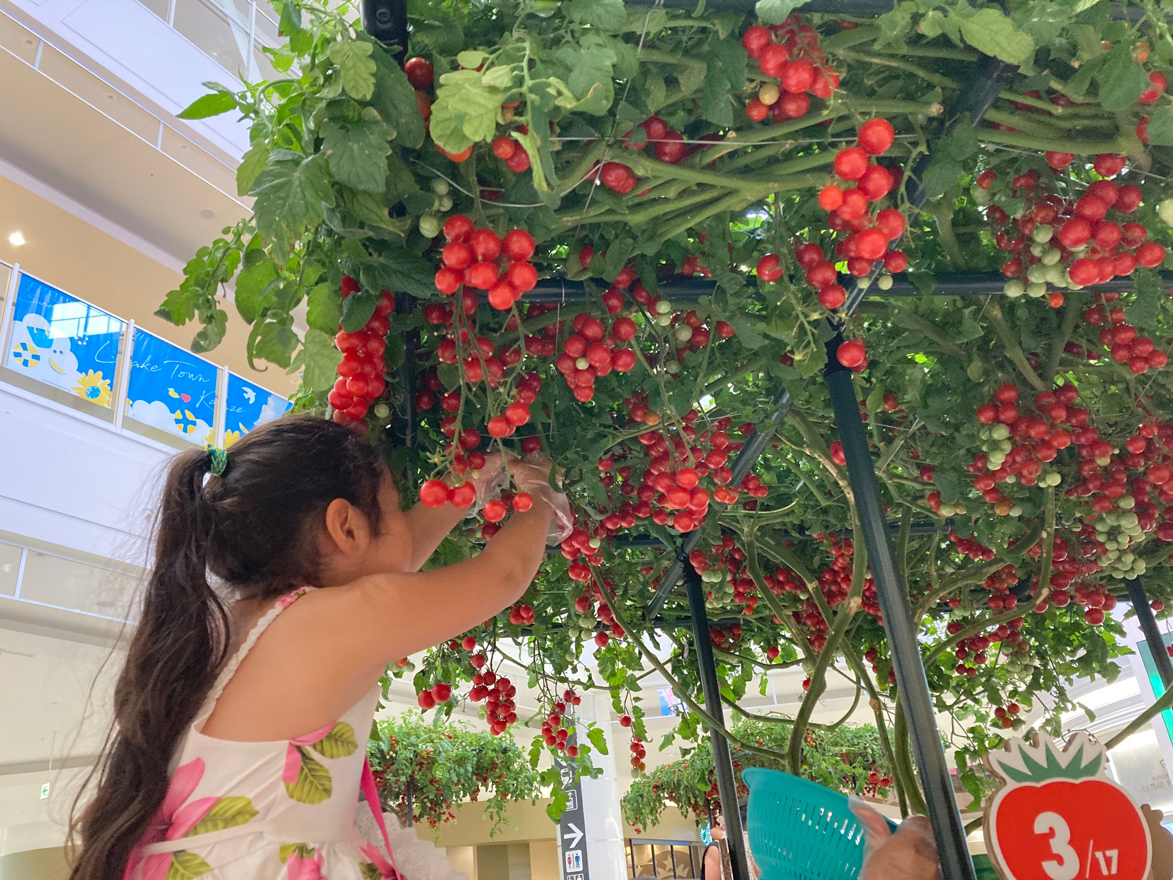 昨年のトマト収穫体験の様子