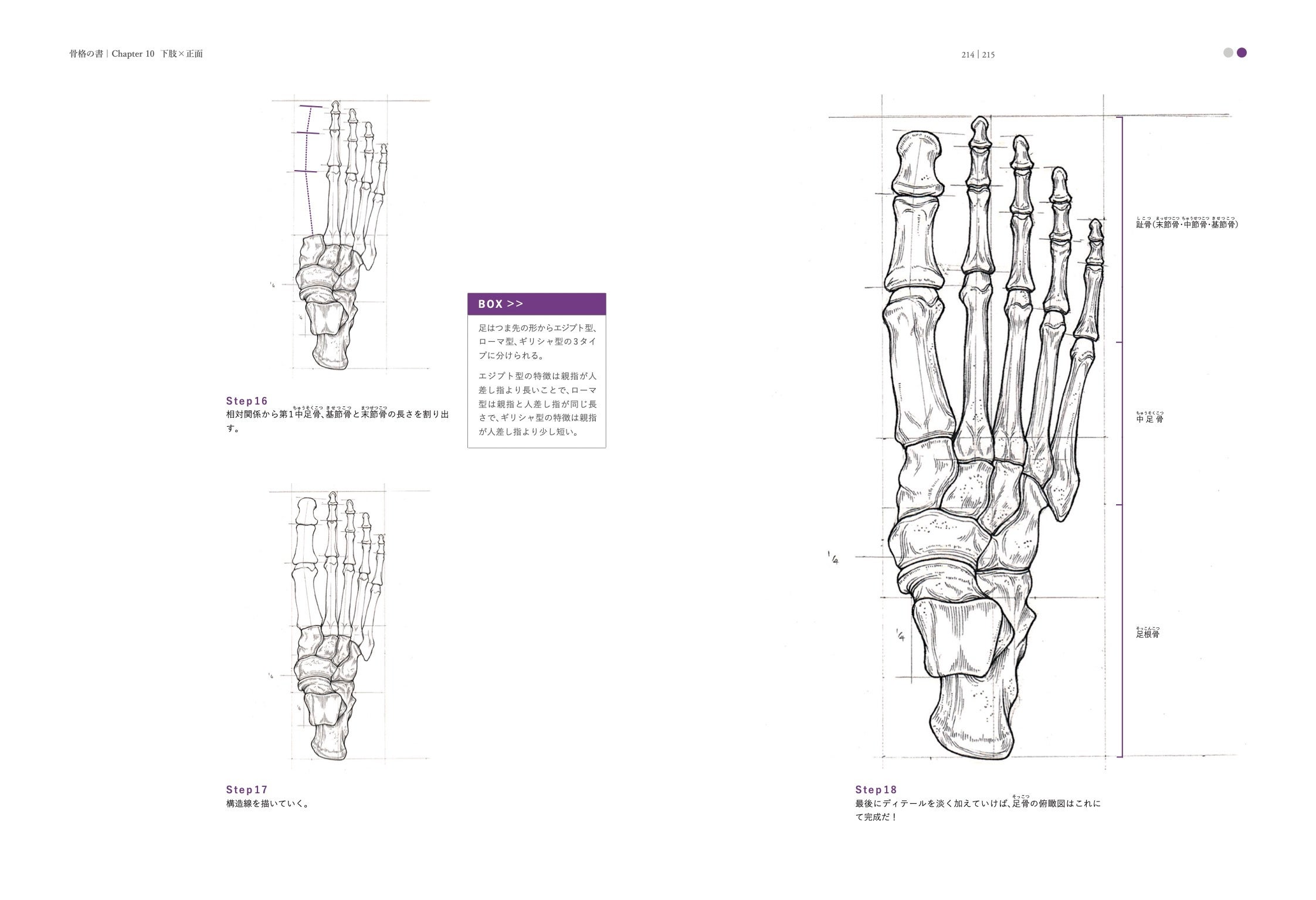 ☠️ガイコツ　医学教本　人体の骨格 Amazon.co.jp: 人体模型ガイコツ (85cm, 人骨模型) : 産業・研究