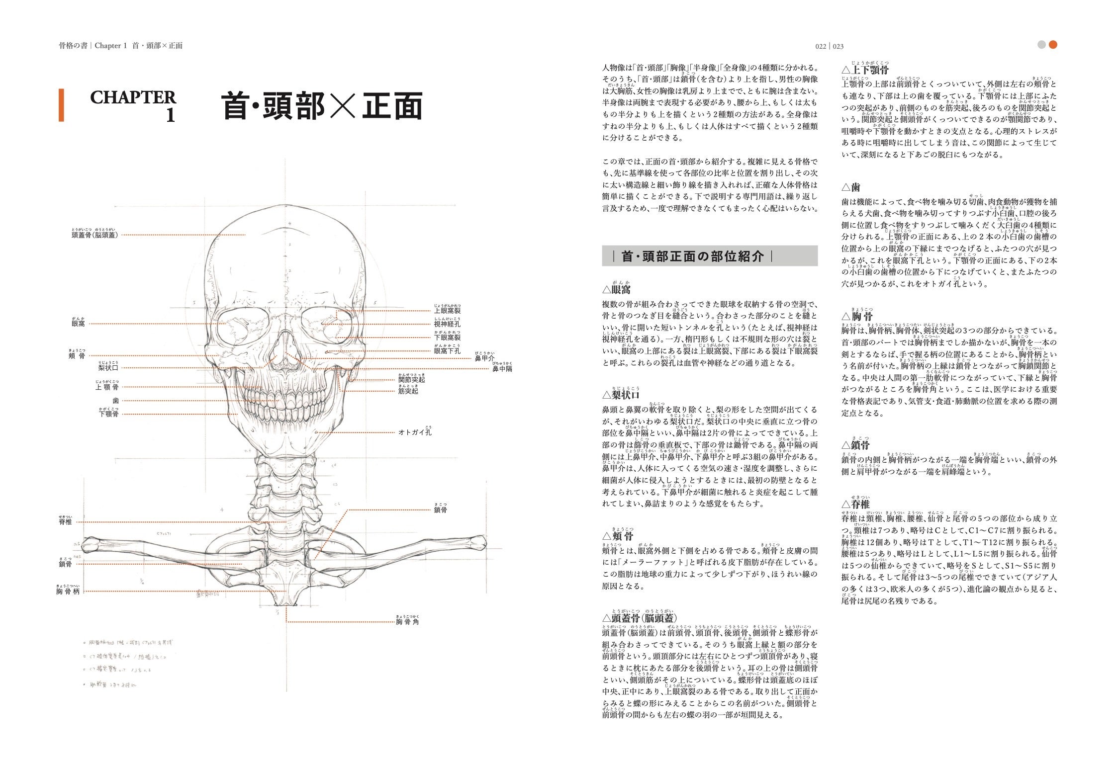 ☠️ガイコツ　医学教本　人体の骨格 Amazon.co.jp: Jinmoioy 人間の骨格モデル 骨格標本 人体模型